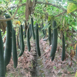 Hạt giống bí xanh dài ( bí đao xạnh bí sặt ) 20 hạt