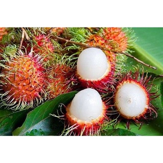 Chôm chôm tươi