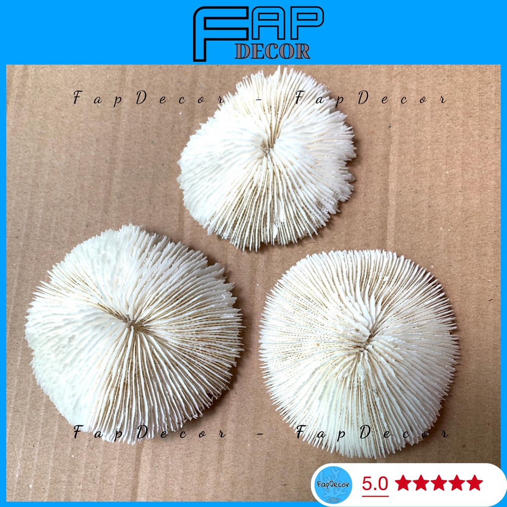 PHỤ KIỆN SAN HÔ HÌNH DÙ TRANG TRÍ CHỤP ẢNH, SAN HÔ TRANG TRÍ SETUP CHỤP HÌNH