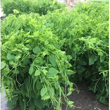 Cây giống RAU BÒ KHAI