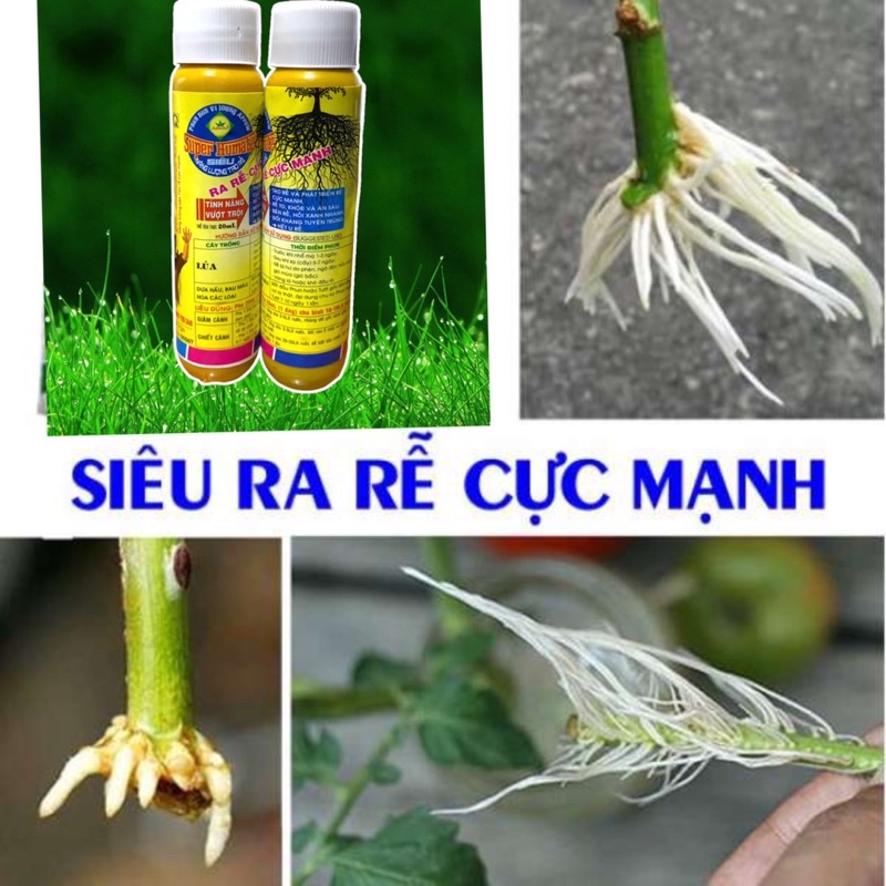 Thuốc Kích Thích Ra Rễ - Giâm Chiết Cành SUPER HUMATE (Ống 20ml)