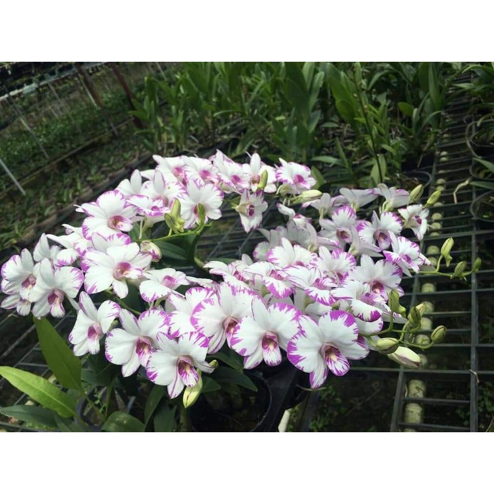 Chậu cây lan Dendro chớp Enobi - chớp sữa - Trang Flower