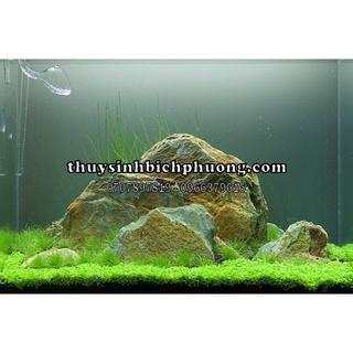 ĐÁ GAN GÀ SETUP HỒ CÁ THUỶ SINH - VÂN ĐẸP RÕ THIẾT KẾ NHIÊU BỐ CỤC THỦY SINH