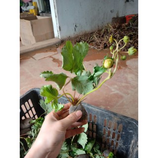 CÂY GIỐNG DÂU HANA CHỊU NHIỆT