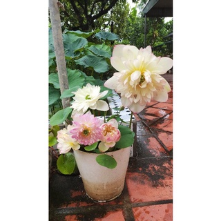 Combo củ ngó sen các loại