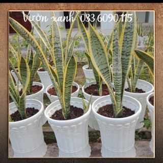 3 cây lưỡi hổ viền vàng thân to, cao 50-60cm