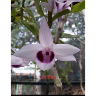 [Rẻ Vô Địch] Phi Điệp Lộc BẮc ( Cây con giống gieo hạt)