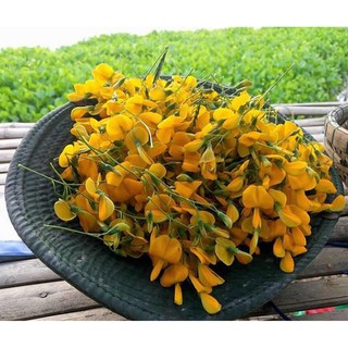 Hạt Giống Bông Điên Điển Lâu Năm, Dễ Trồng, Thu Hoạch Kéo Dài Liên Tục
