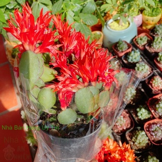 Chậu hoa quỳnh
