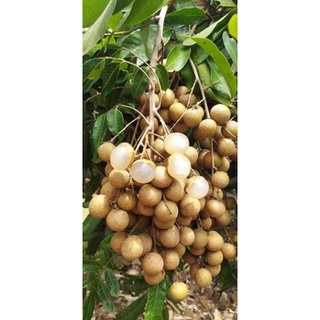 Nhãn IDO Thái Lan chuẩn F1