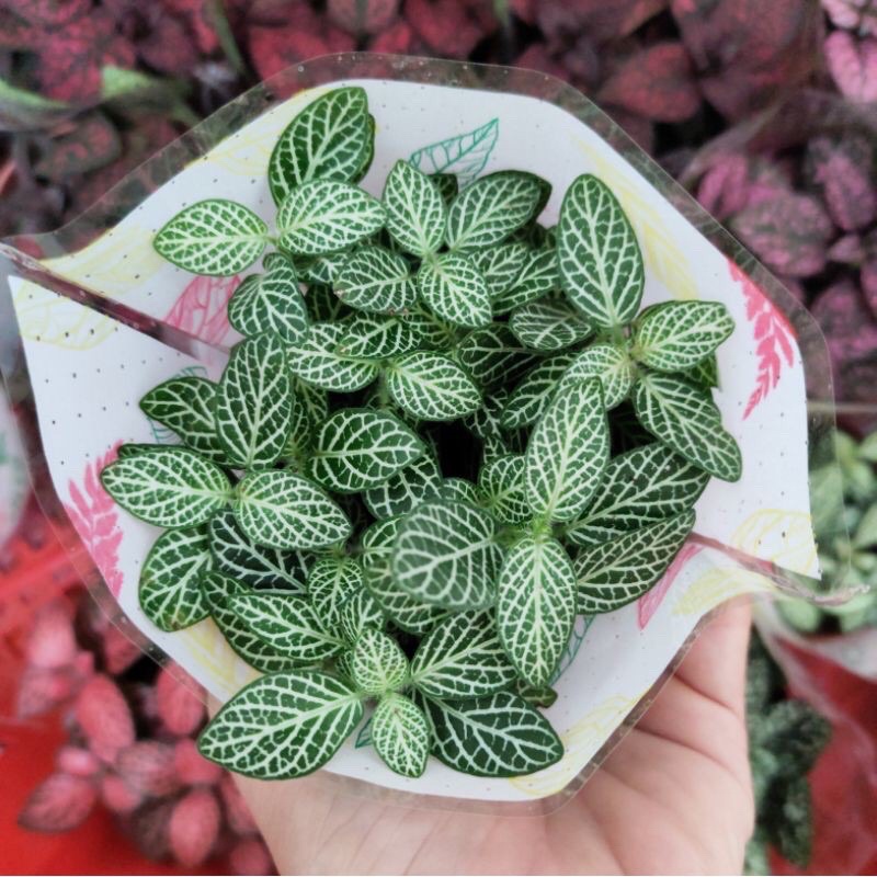 Cây cẩm nhung Fittonia, lá may mắn nhiều màu đẹp - D8 x R8 x C 10 cm - Sẵn chậu nhựa kèm theo