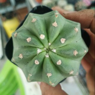 Xương rồng mini - Echino