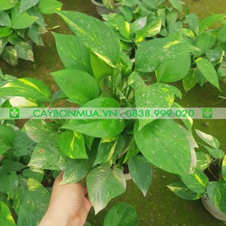 [Tặng kèm 250g phân bò] Cây Vạn Niên Thanh rủ, chậu treo,  chậu treo cây to như hình, cây đã bám chặt rễ.