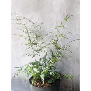 Dương sỉ Phụng Tiên