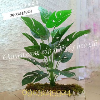 Cây lá rùa trang trí Decor cao 75cm 18 lá to -Cây lá giả