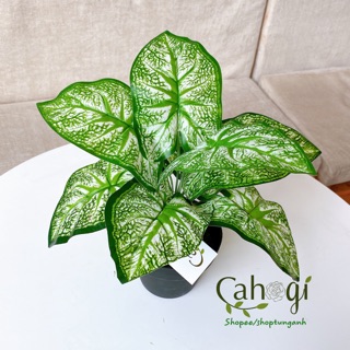 Cây Giả - Cây Khoai Môn Lá Trắng