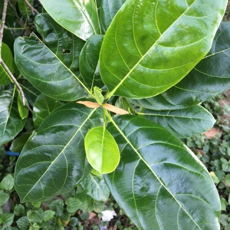 Lá  mít  tươi 5k/100g