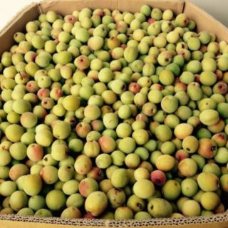 MƠ NGÂM ĐƯỜNG - 2KG