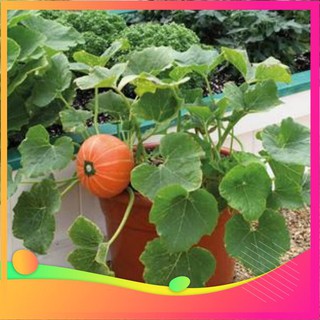 [TOP] Hạt Giống Bí MIni - 10 Hạt [ Tặng Kèm 1 Viên Nén Xơ Dừa ] VIETGAR