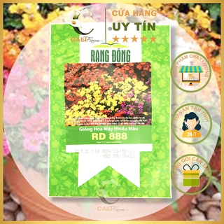 Hạt giống hoa mây nhiều màu rd 888