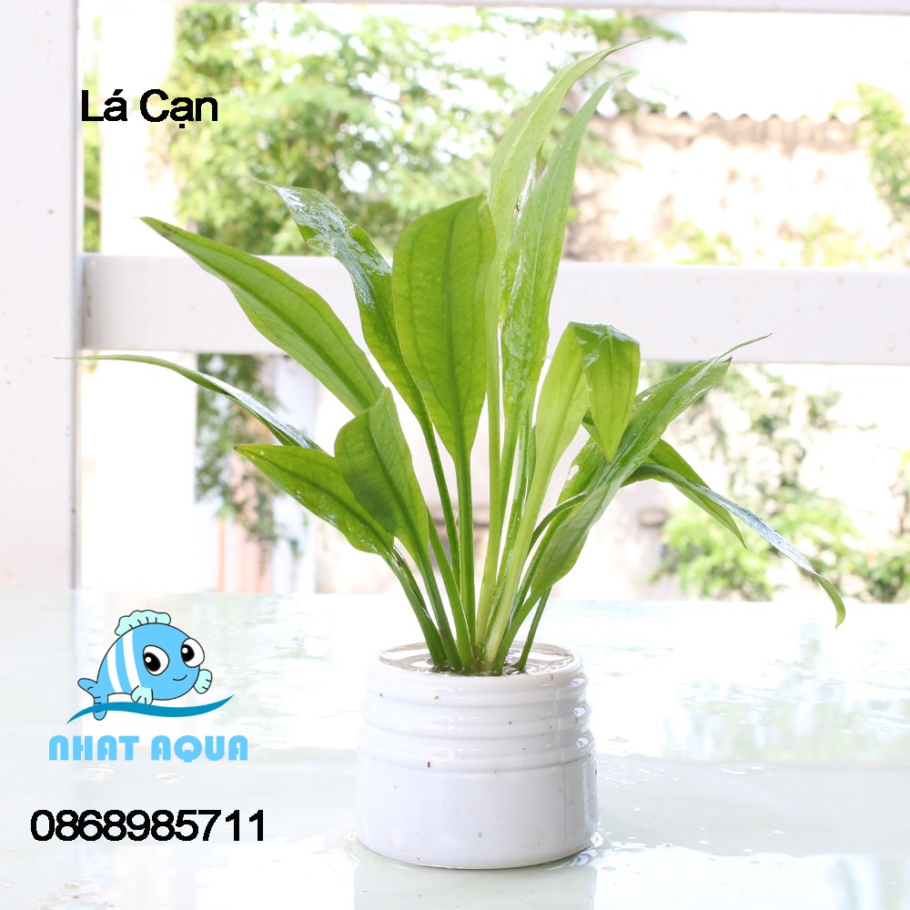 Cây thủy sinh Lưỡi Bò