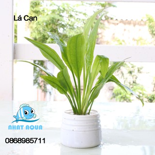 Cây thủy sinh Lưỡi Bò