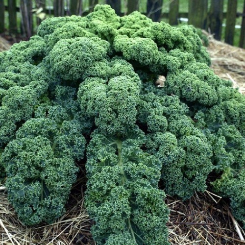 Hạt Giống Cải Xoăn Kale Dễ Trồng, Năng Suất Cao 5.0gr