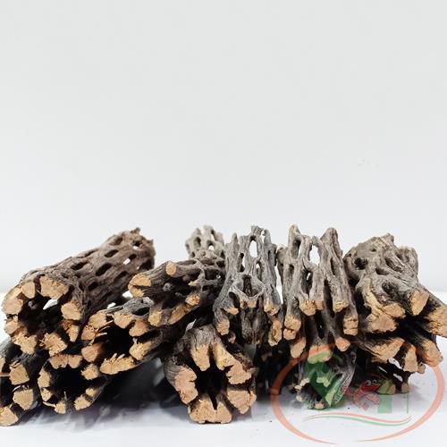 Lũa Cholla Staghorn Cactus Wood Xương Rồng Nhỏ