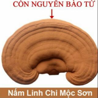 Nấm Linh Chi đỏ việt Nam còn nguyên bào tử