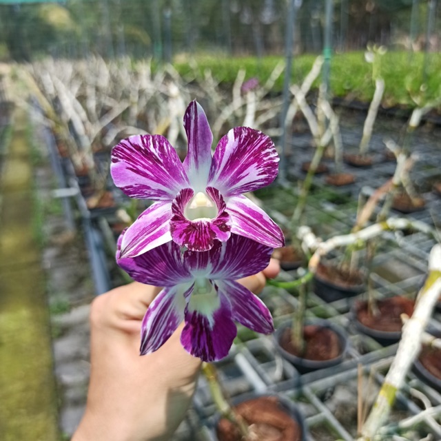 Hoa lan dendro chớp sao băng - bán kie