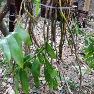 Hoa phong lan phi điệp vàng tây bắc
