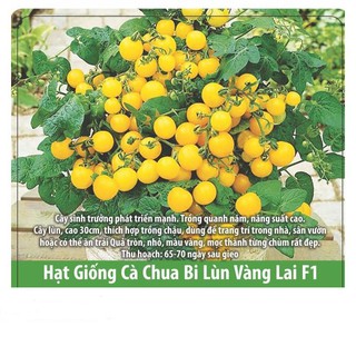 Hạt Giống Cà Chua Bi Lùn Vàng Sai Trái