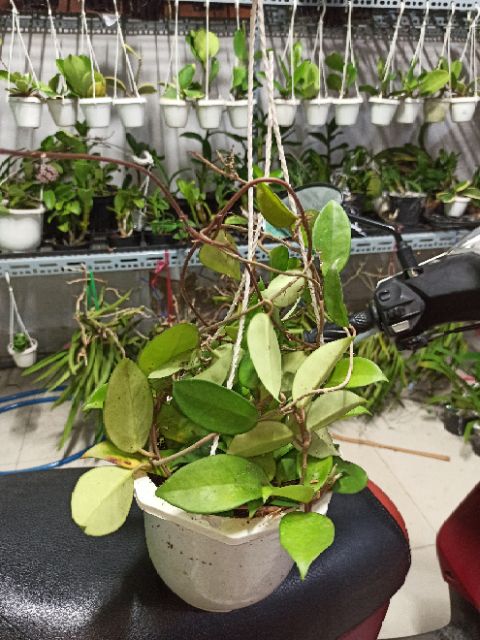 Lan cẩm cù hồng nhạt