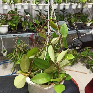 Lan cẩm cù hồng nhạt