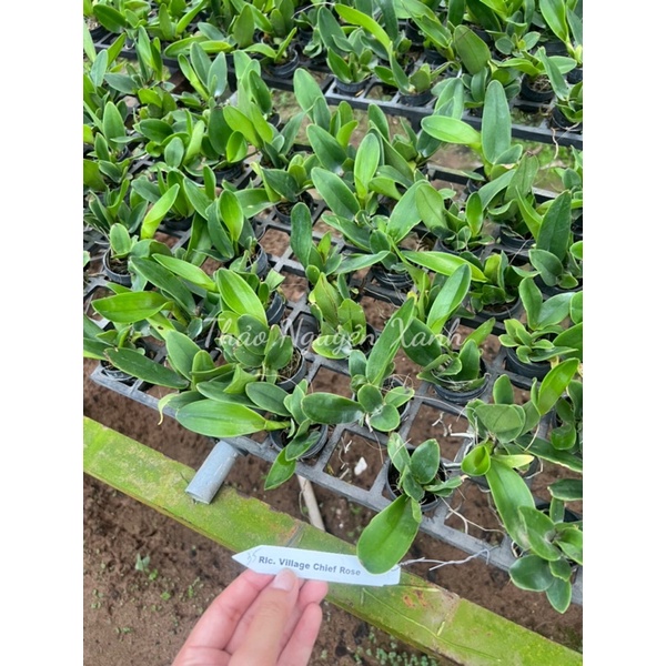 TNX35 - Lan Cattleya Vàng Chớp Đỏ - Village Chief Rose - Cây Con