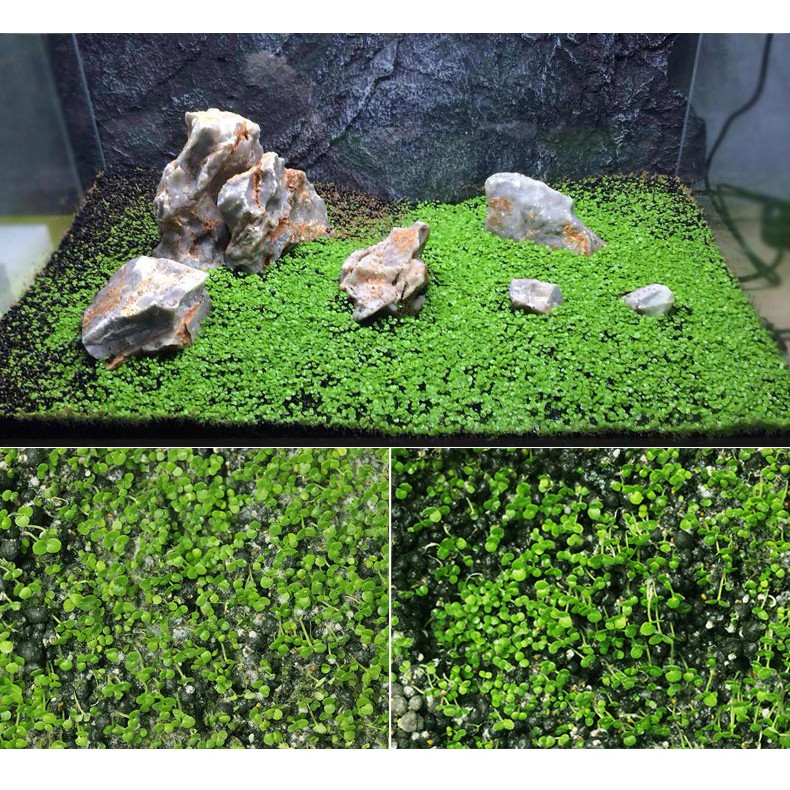 Trân châu lá nhỏ hạt giống thủy sinh