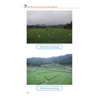 Kỹ Thuật Nuôi Cá Và Ốc Trong Ruộng Lúa