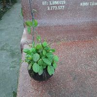 Lá đồng tiền