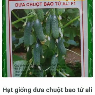 Hạt giống dưa chuột bao tử F1