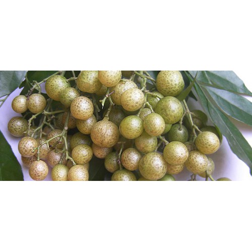 Hạt Mắc Mật Khô - Hat Móc Mật Khô 200g