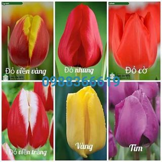 Tuy lip hoa tết