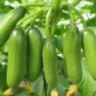 LBBST Hạt giống dưa chùm HGNTD
