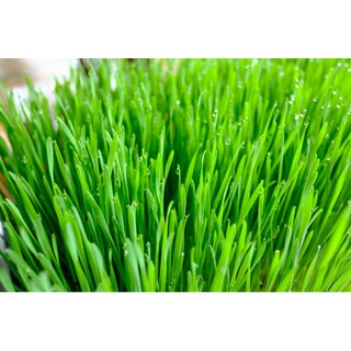 Hạt Lúa Mì ( Lúa Mạch)