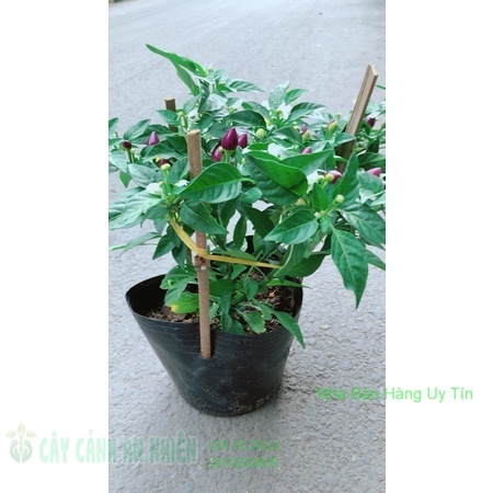 Ớt Tím Hàng Đẹp