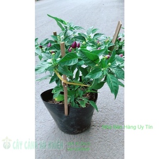 Ớt tím hàng đẹp