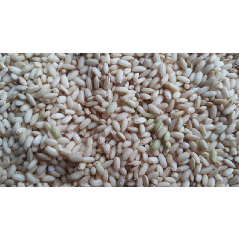 Nếp Cái Hoa Vàng Nguyên Cám Gạo Quê Trồng 100%