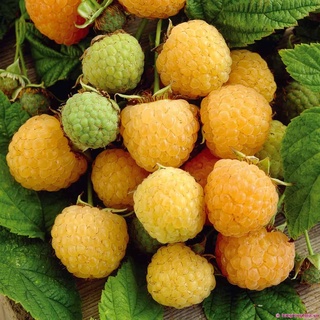 CÂY PHÚC BỒN TỬ (MÂM XÔI  CÁC MÀU )