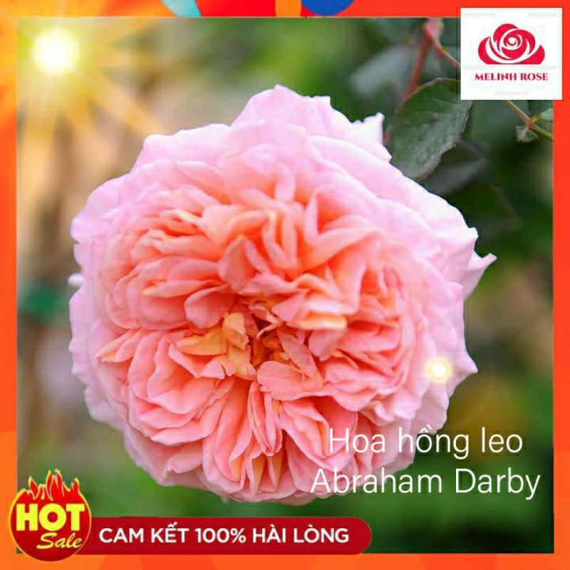 Hoa hồng ngoại leo Abraham Darby- Sắc hồng thuần khiết với hương thơm nồng nàn- Vườn Hoa Melinhrose