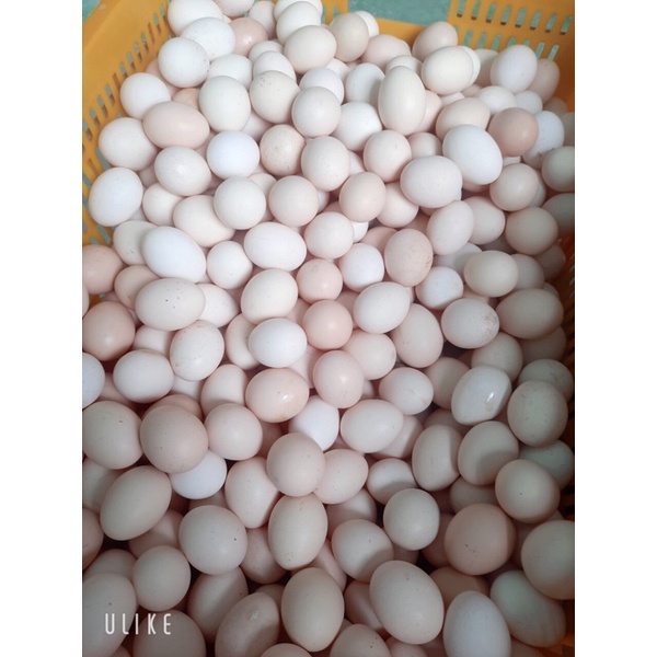 Trứng Gà Ác Tươi (Gà Ri)