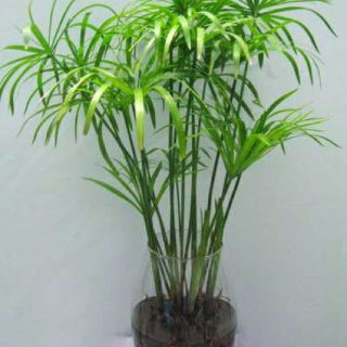 Cây 🌲 Thủy trúc
